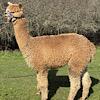 TOFT Jargel Elite Brown huacaya female for sale at TOFT Alpaca Stud
